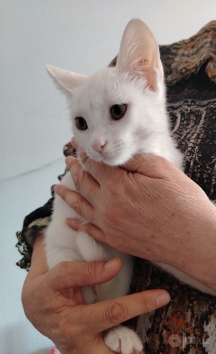 Turetskiy angora