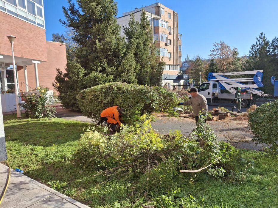 Defrișării/Curățare Grădini/Tăiere Arbori cu alpiniști Rapid