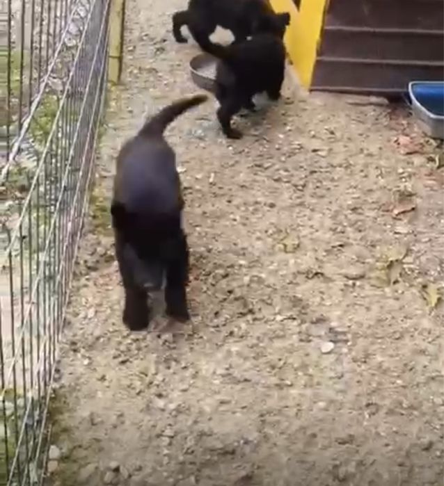 Ciobanesc german - Alsacian