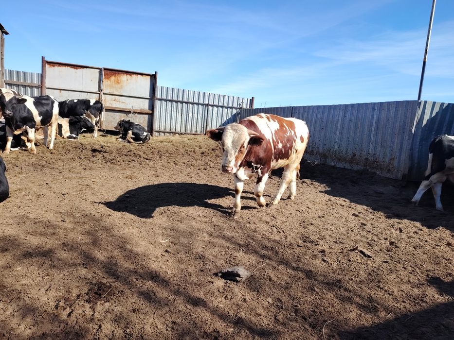 Продам быков 11 голов