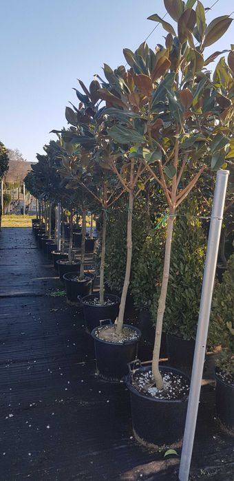 Magnolia grandiflora flori mari parfumate livrare in toata tara