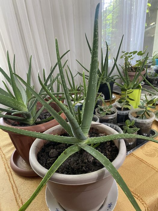 Каланхое, Алоэ, Алоэ древовидное, Хлорофитум