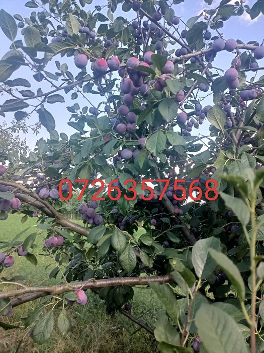 prune pt piața sau tuica