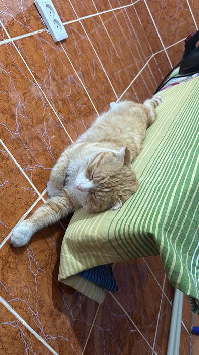 Кот, вислоухий.  Рыжик