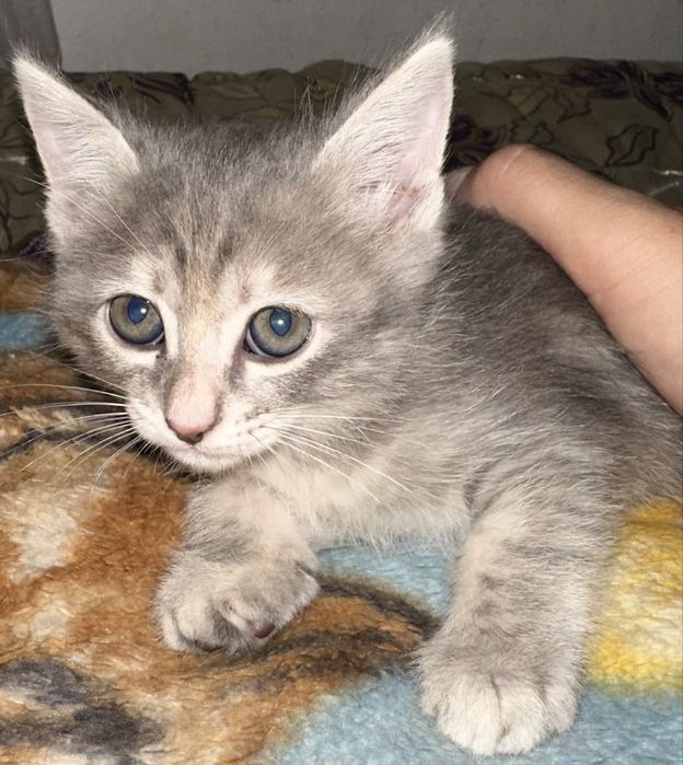 Котятя бесплатно