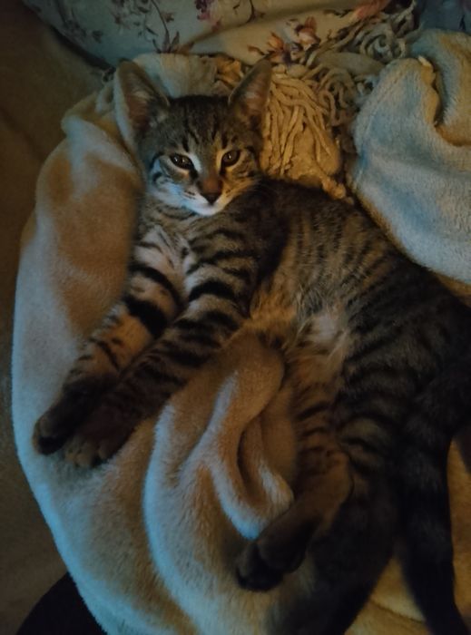 Домашно мъжко коте на 7 м.