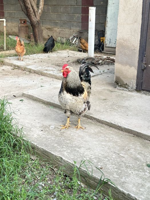 продам красивого Петушка
