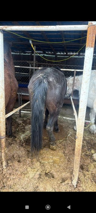 Жылқы сатылады  бордақы