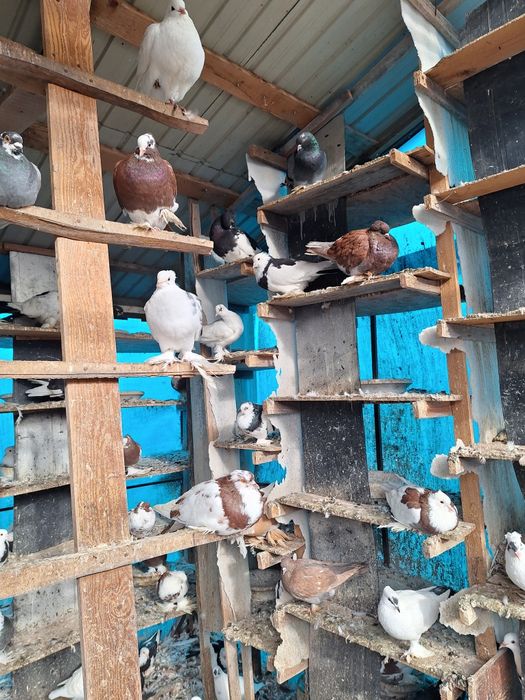 Vand porumbei incaltatii