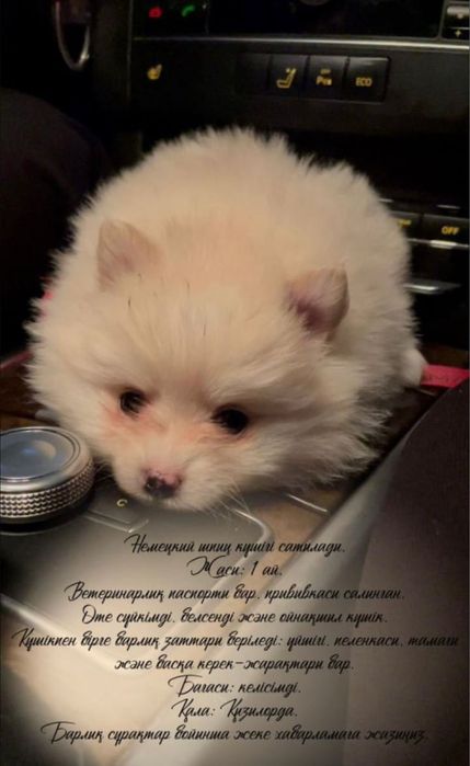 Немецкий шниц күшігі