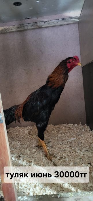 Продам даканов хороших кровей