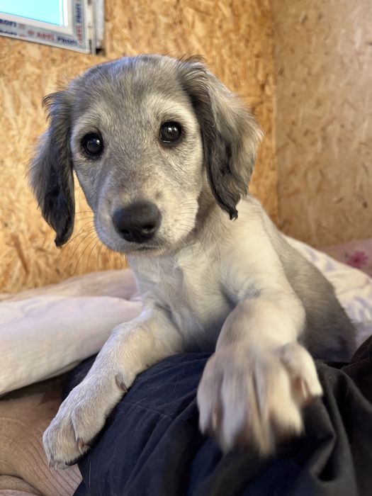 Қумай Тазы күшіктер