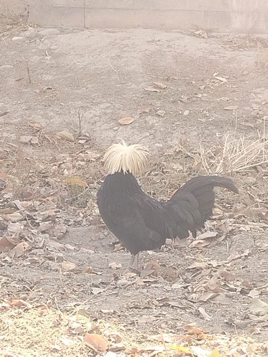 Gollandskiy tovuqlar