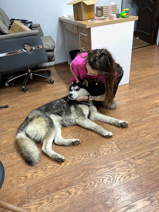 Ищем дом для невероятного хаски