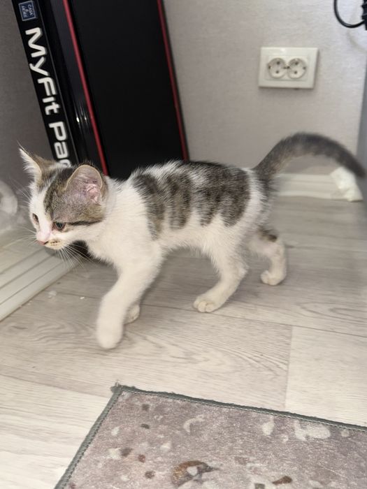 Котята котенок кошка