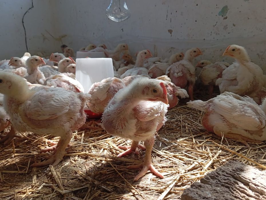 Продажа бройлеров