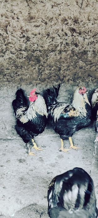 Cocosi Araucana de vanzare