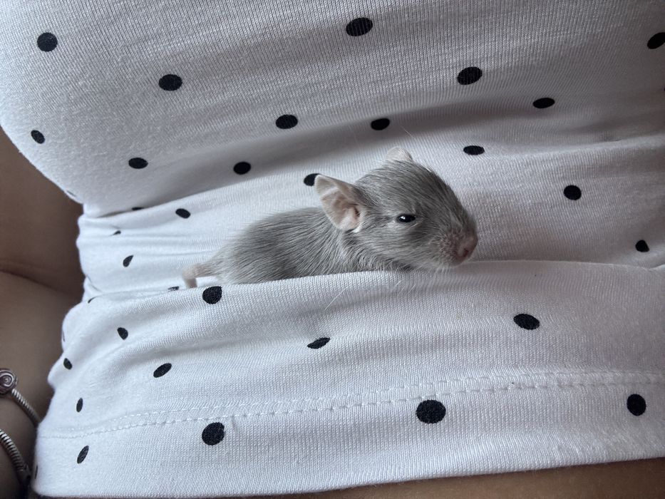 Veverițe Degu - Donatie
