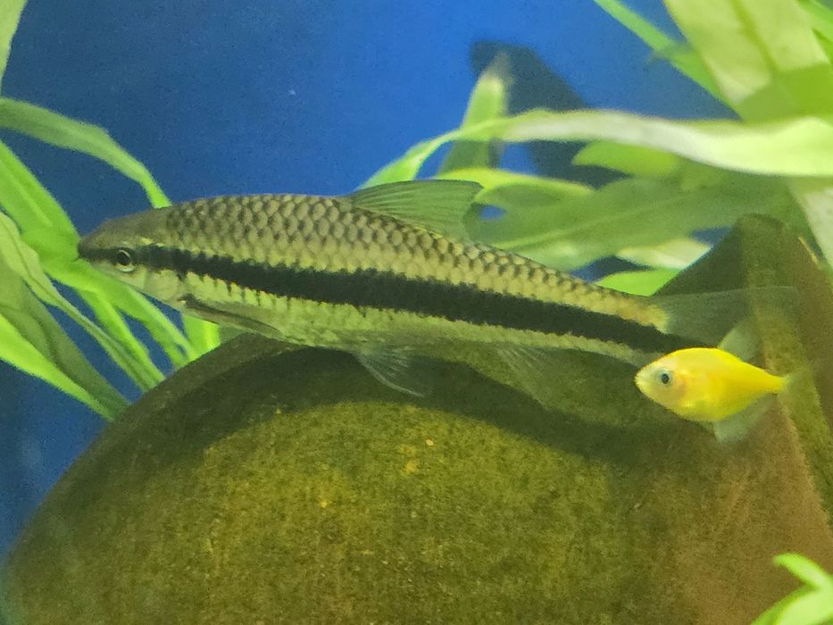 Аквариум сотилади