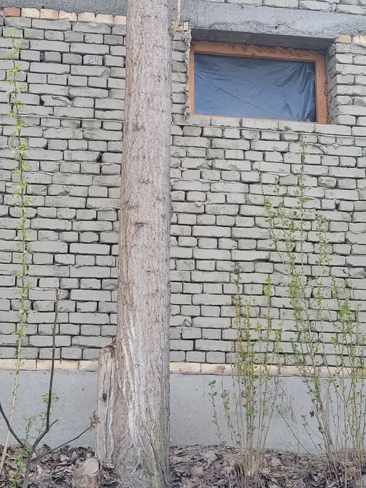 Terakla sotiladi soglom qurt tushmagan 600 000 somdan donasi bolishi 2