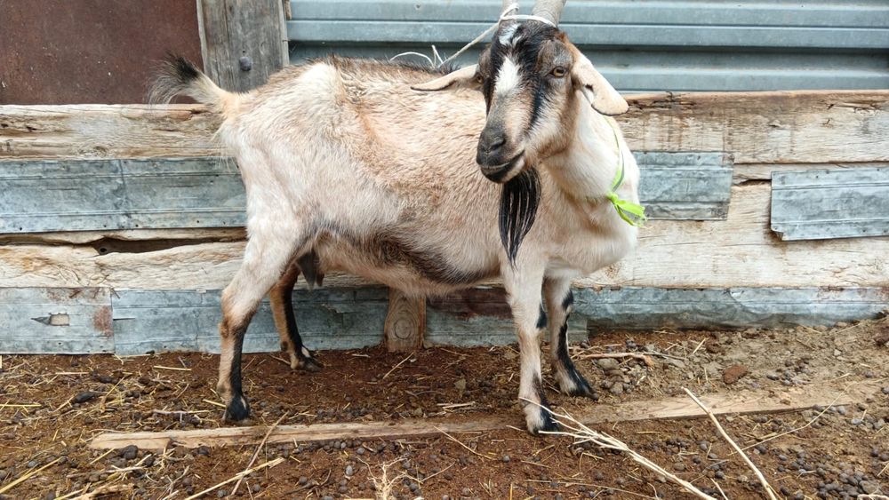Козы пароды альпиика