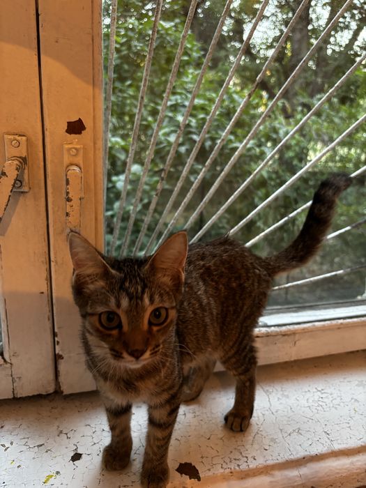 Котёнок в добрые руки