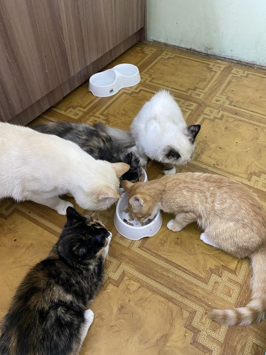 Отдам котят в хорошые руки