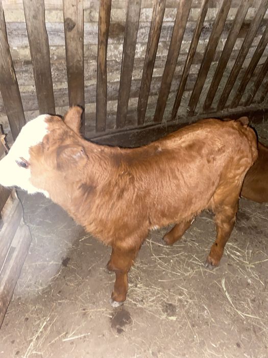 Бузау сатылады бузау