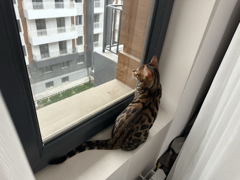 Бенгальская кошка продается