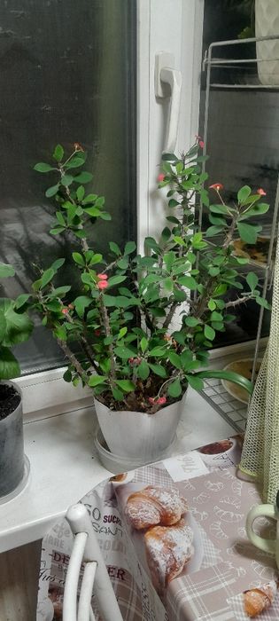 Комнатный цветы,цены разные.