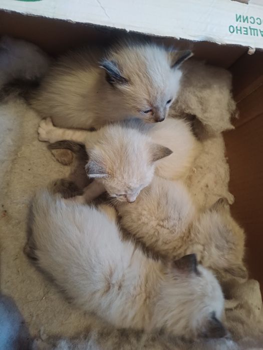 Продам сиямских котят