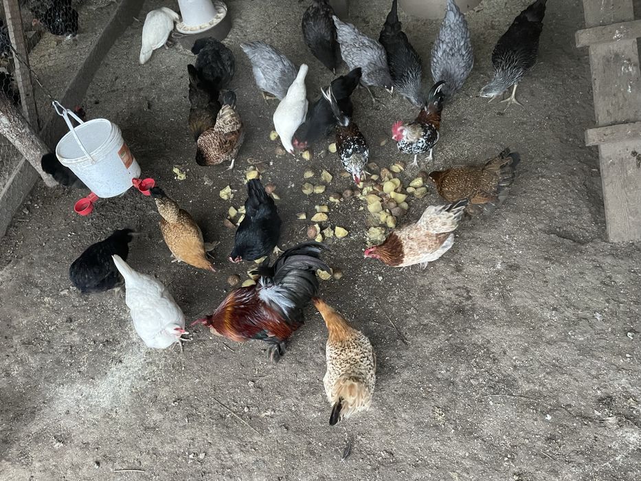 Gaini americane si cocosi