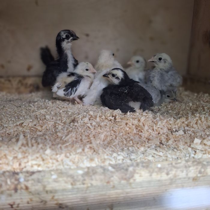 Цыплята породы ШАБО