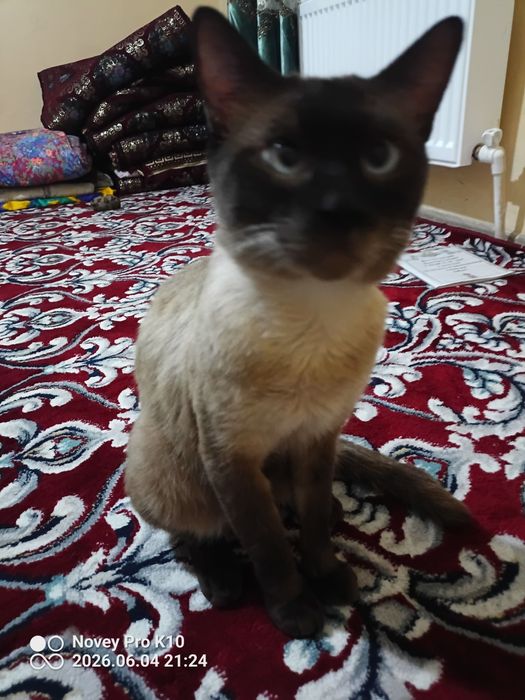 Mushuk sotiladi zotdor