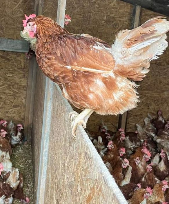 Ferma de găini vă oferă înspre vânzare găini roșii ouătoare