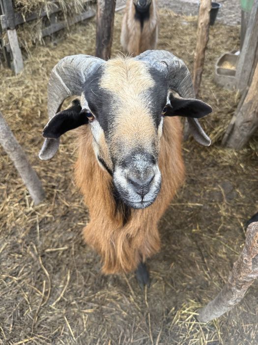 Vand berbec de camerun