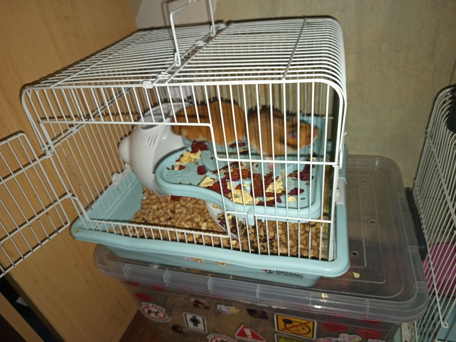 Продаю хамиков  серийские