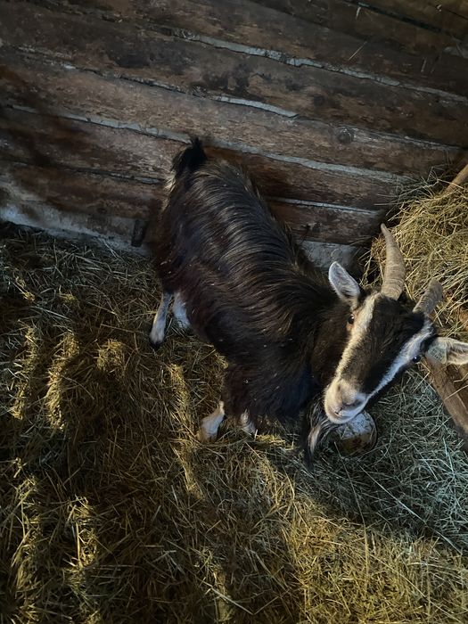 Vând capră cu lapte!