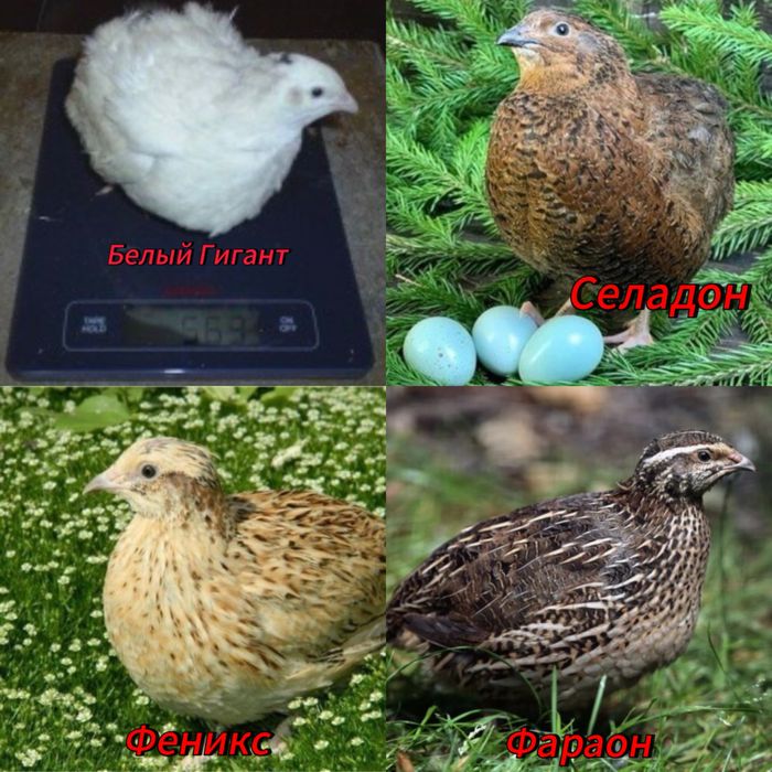 Бөдененің инкубациялық жұмыртқалары