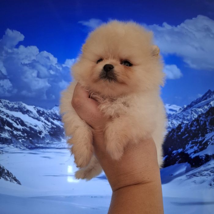 Шпиц шпиц шпиц с документами