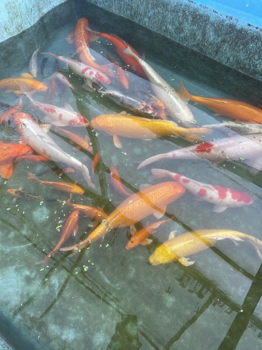 Коя японский карп сотилади