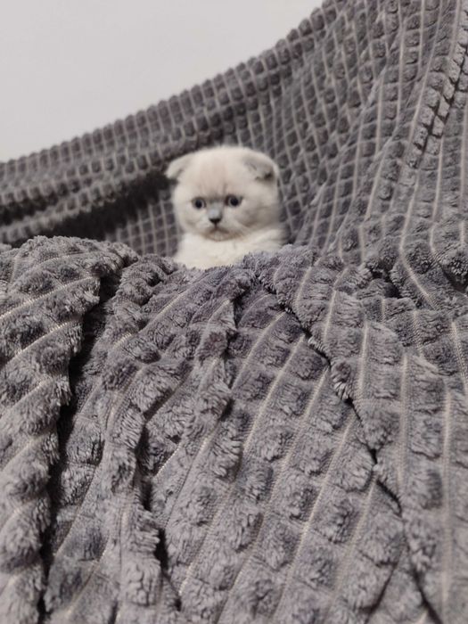 Клепоухо момченце