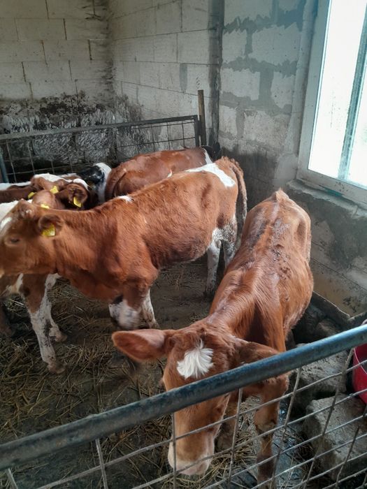 Vand viței de 2 luni