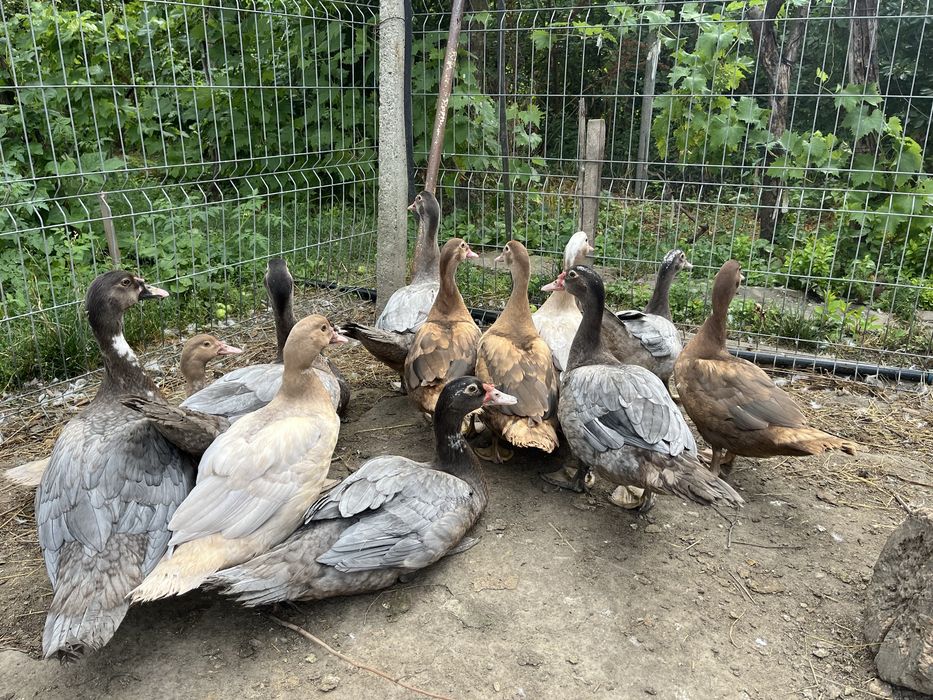 Vând boboci rațe leșești/mute