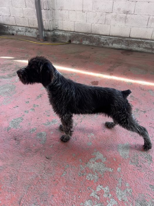 Щенок  Дратхаара