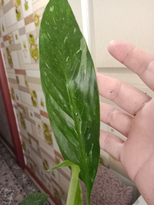 Женское счастье вариегатное