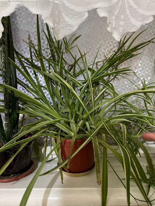 Растения для вашего дома и офиса