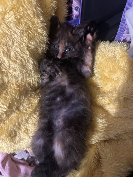 Отдам котёнка в хорошие руки