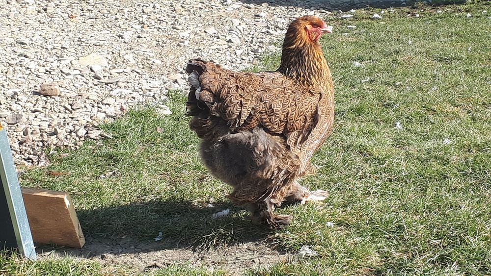 Vand ultima familie Brahma potarnichiu