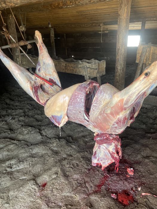 Касапшы мал сою қызымети